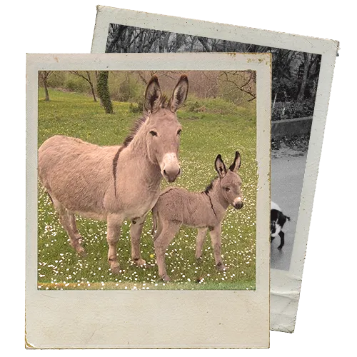 Fotografía tipo polaroid de dos burros en un prado, en el entorno donde vive Olentzero
